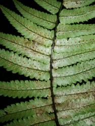 Dryopteris cycadina. Abaxial surface of fertile frond showing deeply serrate pinnae, and sori in one or two rows either side of costae.
 Image: L.R. Perrie © Leon Perrie CC BY-NC 3.0 NZ